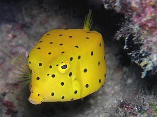 yellow_boxfish